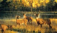 Paintings Cerfs